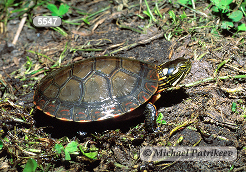 Painted Turtle (Chrysemys picta)